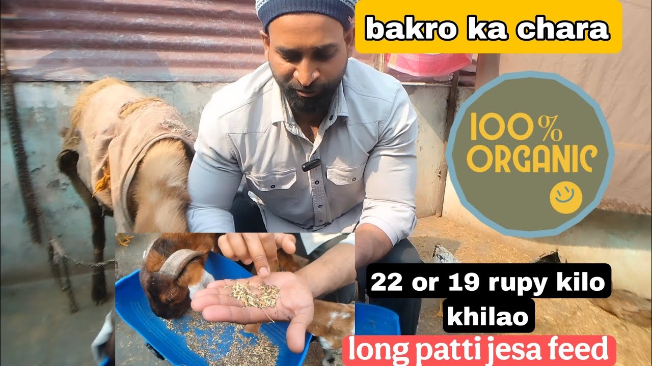 22 or 19 rupay me best feed for goat by an nafi goat farm bhai salman ka chara #bakripalankaisekre