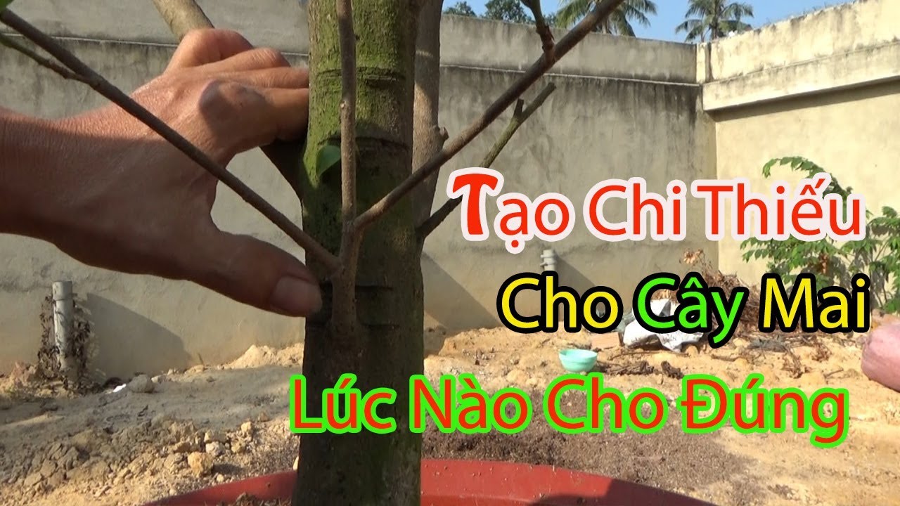 Tạo Chi , Cành , Nhánh Bị Thiếu Cho Cây Mai Sau Tết Và Cách Dùng Phân Bón Rể Đúng Nhất