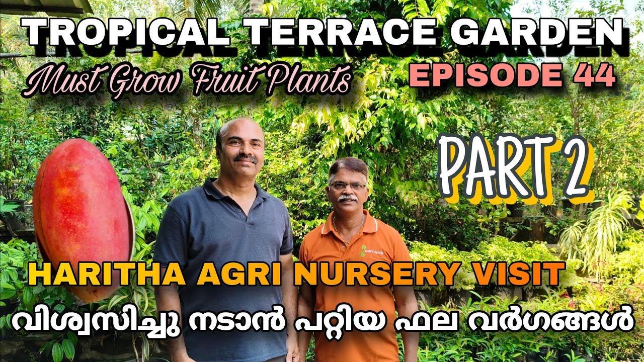 Episode 44 | വിശ്വസിച്ചു നടാൻ പറ്റിയ ഫല വർഗങ്ങൾ | Must Grow Fruit Plants 