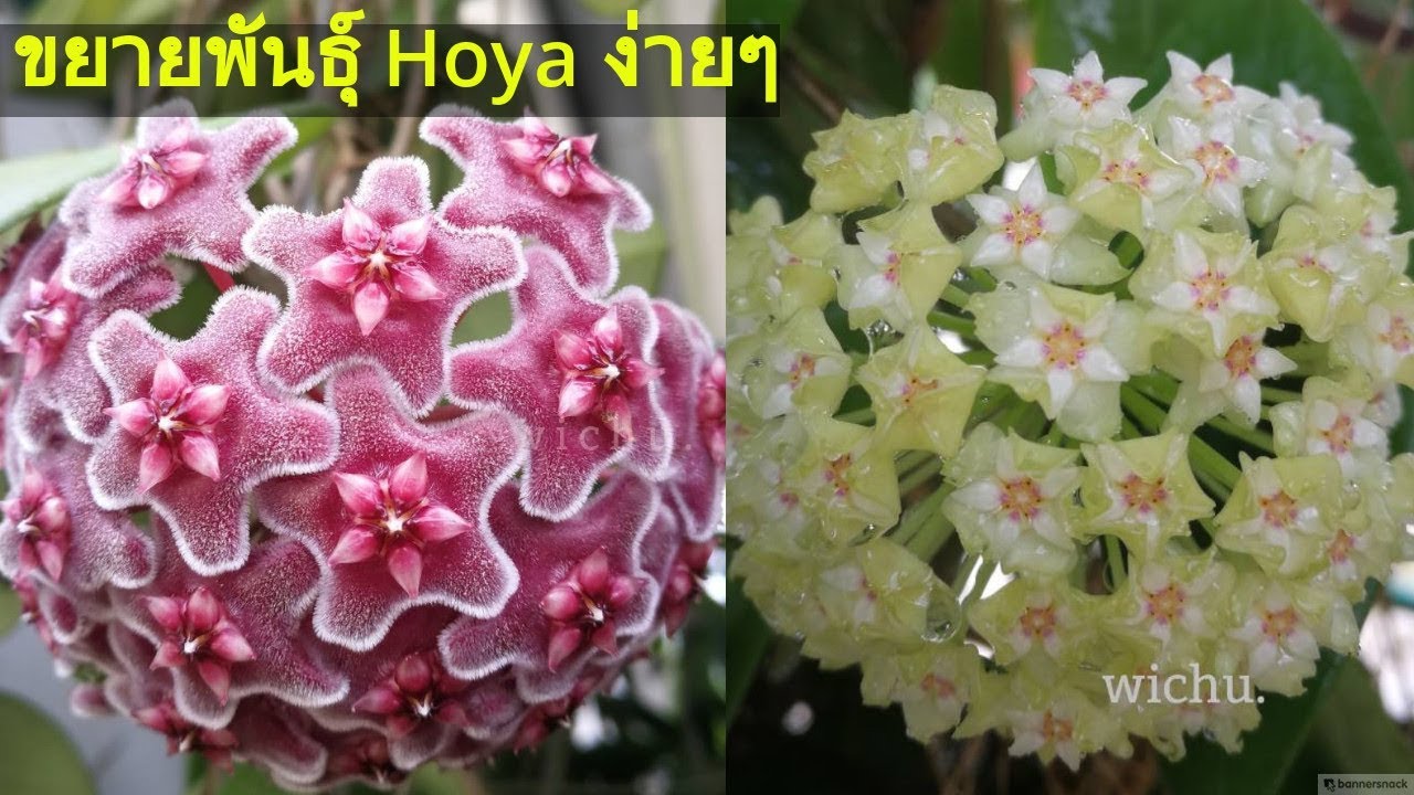 วิธีขยายพันธุ์ โฮย่า (วิธีปลูกโฮย่าสีสวยๆ) Hoya Propagation For Beginner