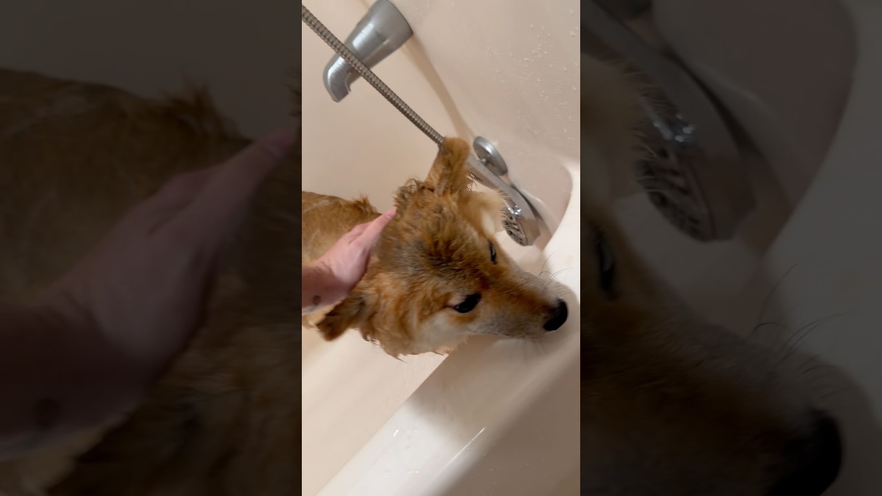 Breaking news: local Shiba discovers baths can not be avoided #ShibaInu #FunnyDog #DogBath #DogLife