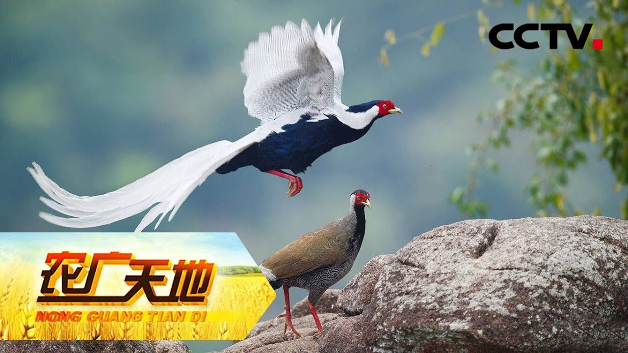 《农广天地》 20190730 深山农妇的网销梦| CCTV农业