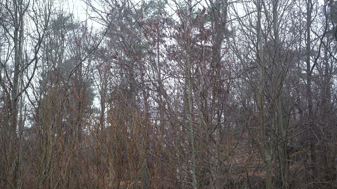 Light Rain