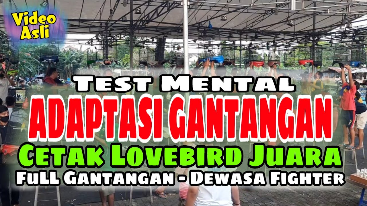 Simulasi GANTANGAN LOVEBIRD untuk Melatih Mental Lovebird, Video Lomba Burung Lovebird FIGHTER