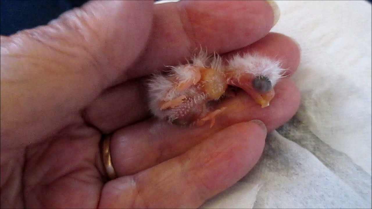 Ruby Rubino Bourke's Parakeet Newly Hatched Clutch and Many, Many More