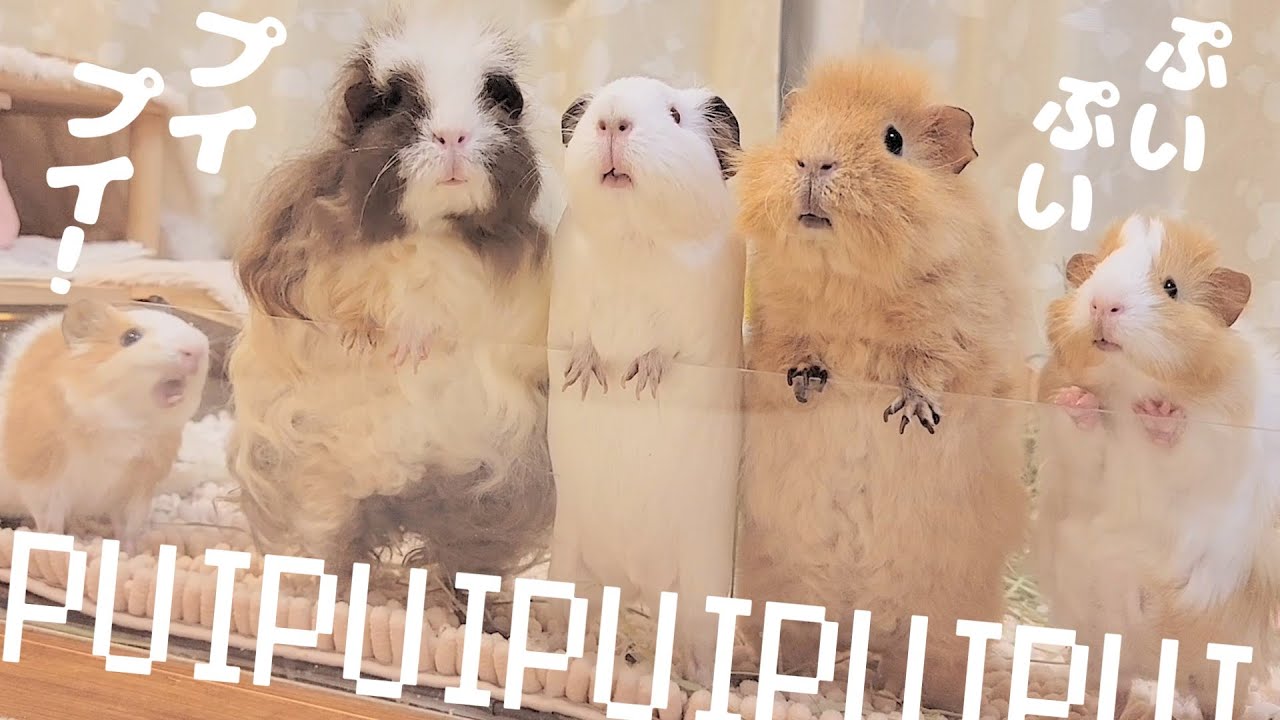 モルモットの鳴き声はこんなに可愛いんです【プイプイ集】
