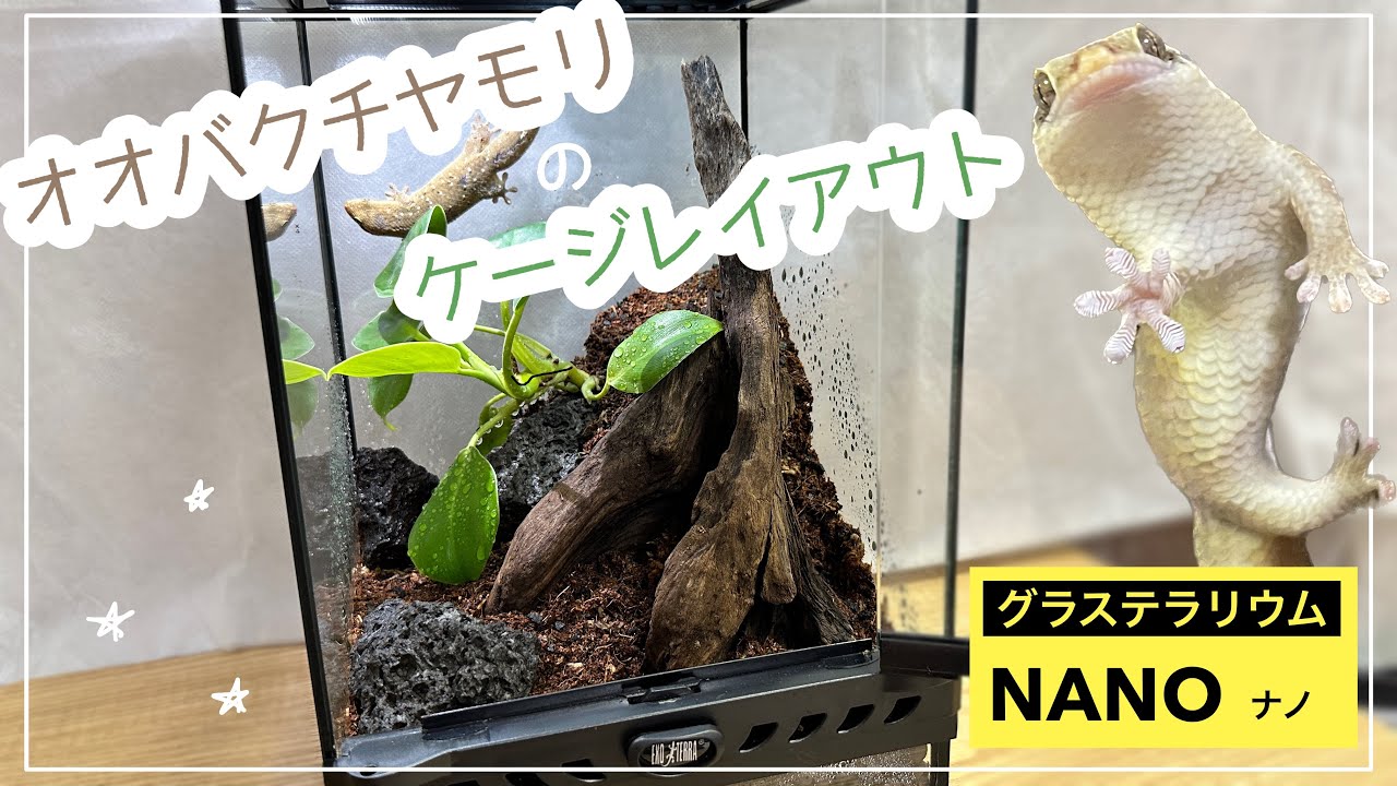 【ビバリウム】シンプルで映えるヤモリの飼育環境をレイアウト！