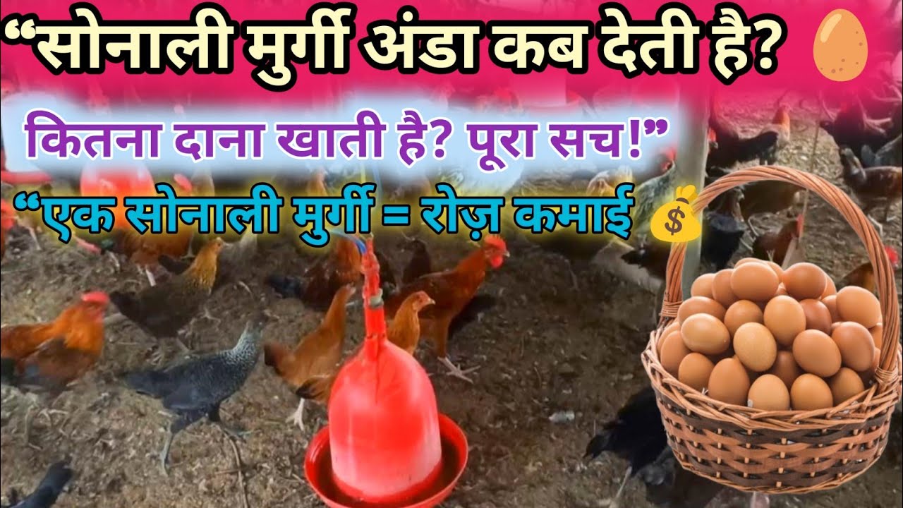 “सोनाली मुर्गी कितने दिन में अंडा देती है? 🥚 | कितने दिन तक देती है?रोज कितना दाना खाती है? पूरा सच”