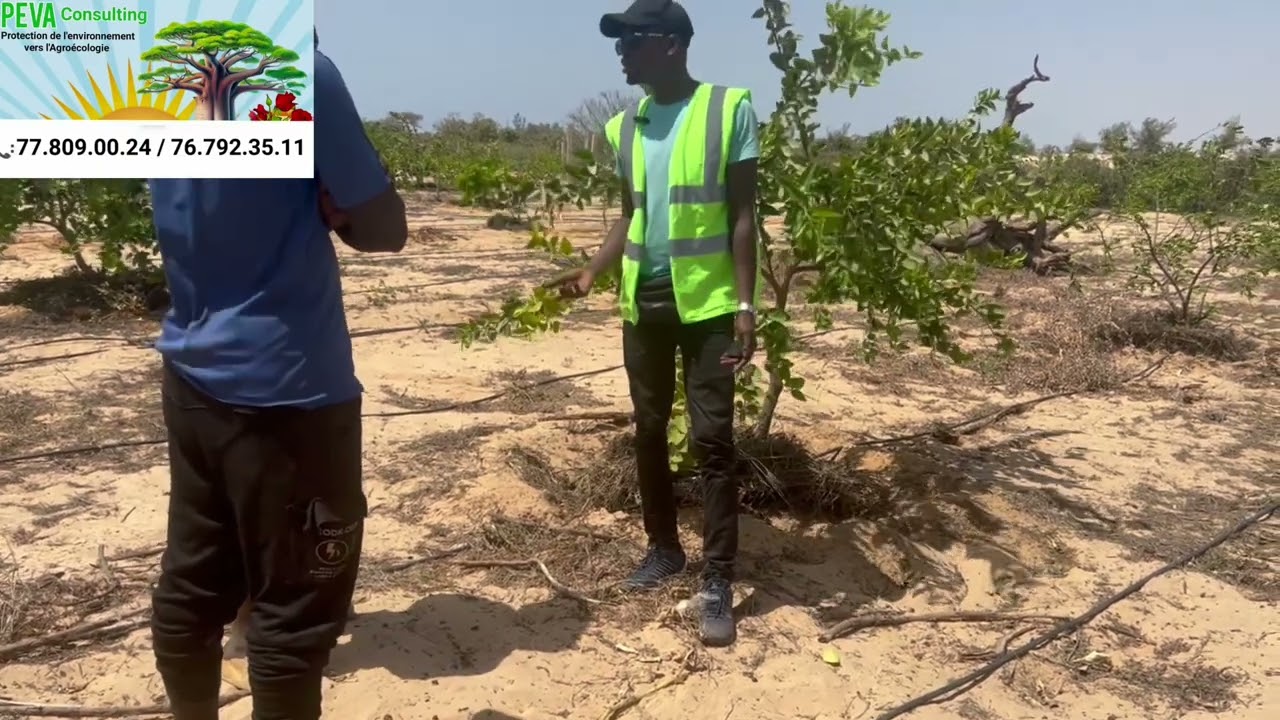 Peva Consulting : mission technique, gestion champ agricole avec les ouvriers