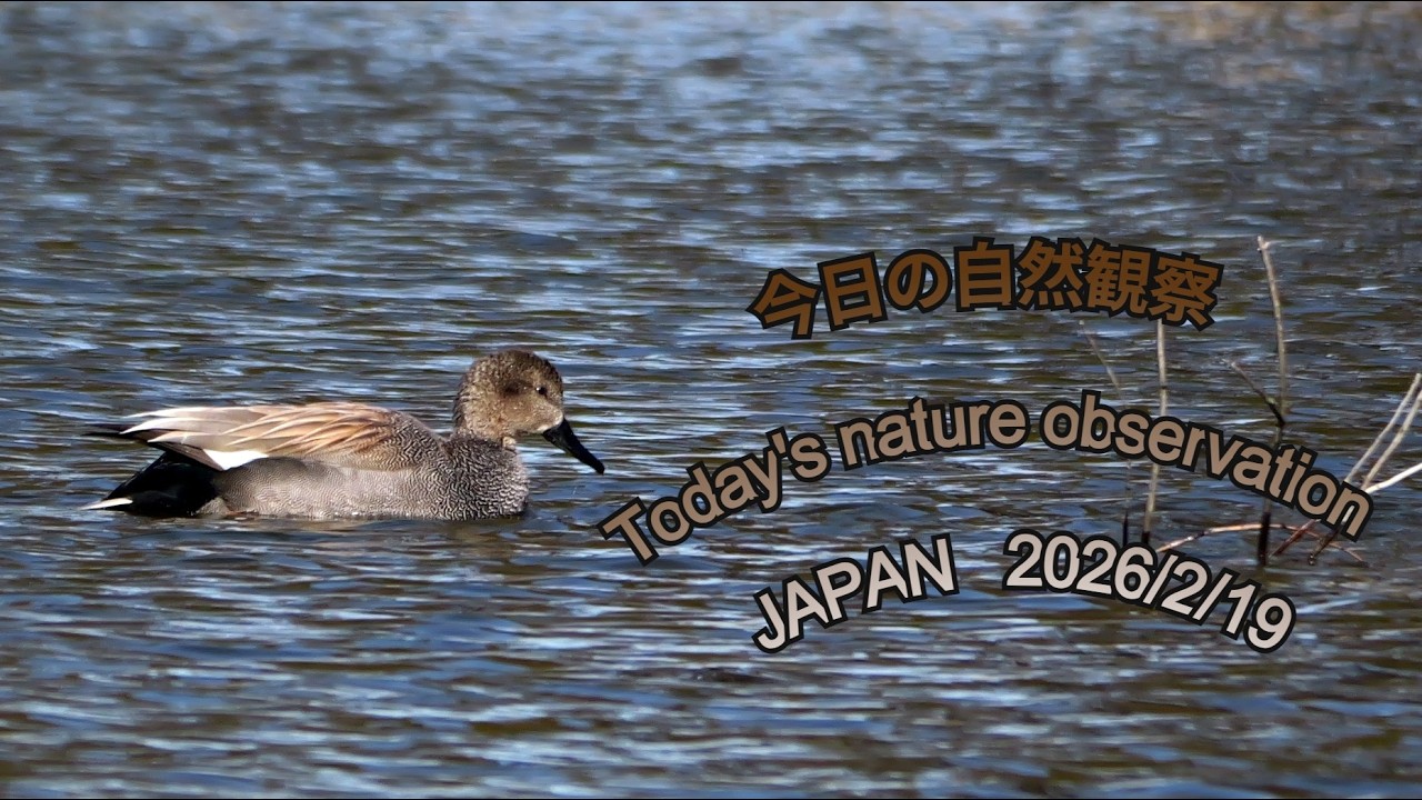 今日の自然観察　Today's nature observation　JAPAN  2026/2/19