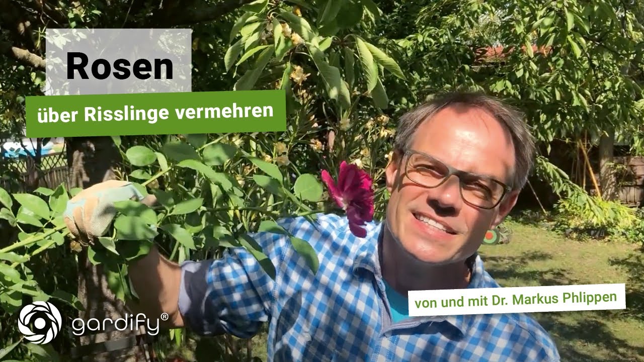 Rosen &uuml;ber Risslinge vermehren | gardify Tipps