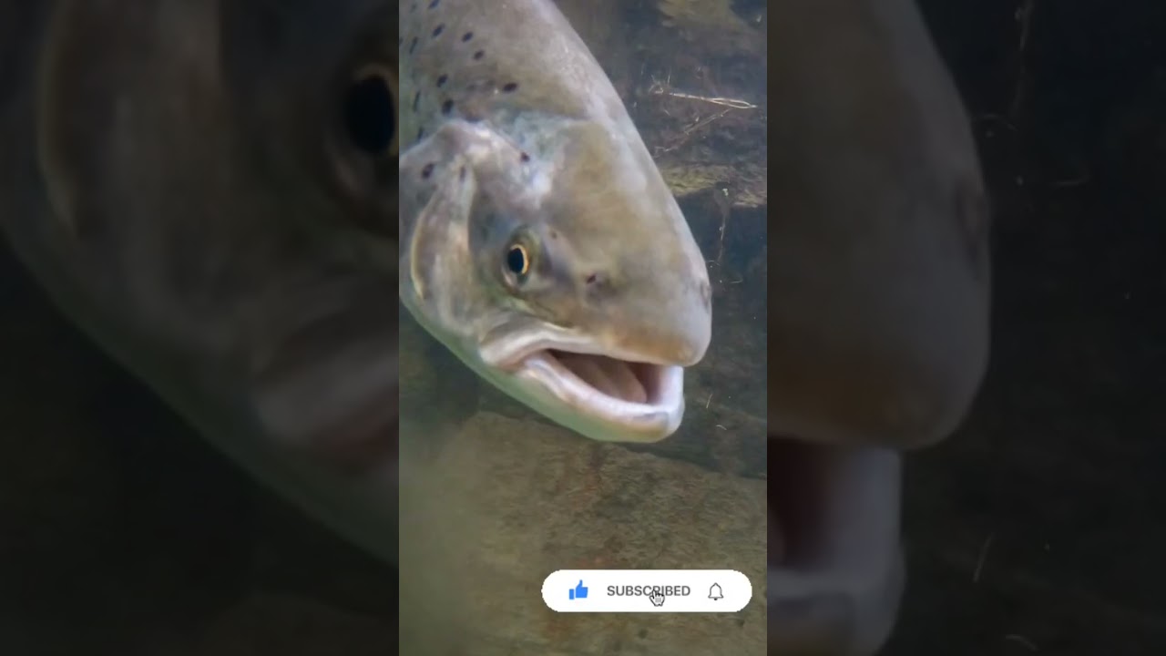 Fliegenfischen in Mecklenburg-Vorpommern