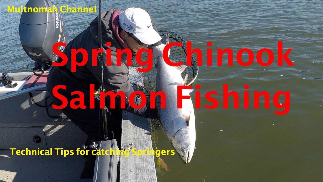 Huge Spring Chinook Salmon - Multnomah Channel March 30, 2019