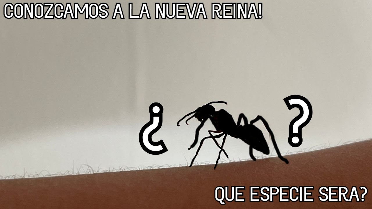 ¡LLEGÓ UNA ESPECIE INCREÍBLE! 🔥 | Mini Actualizacion!
