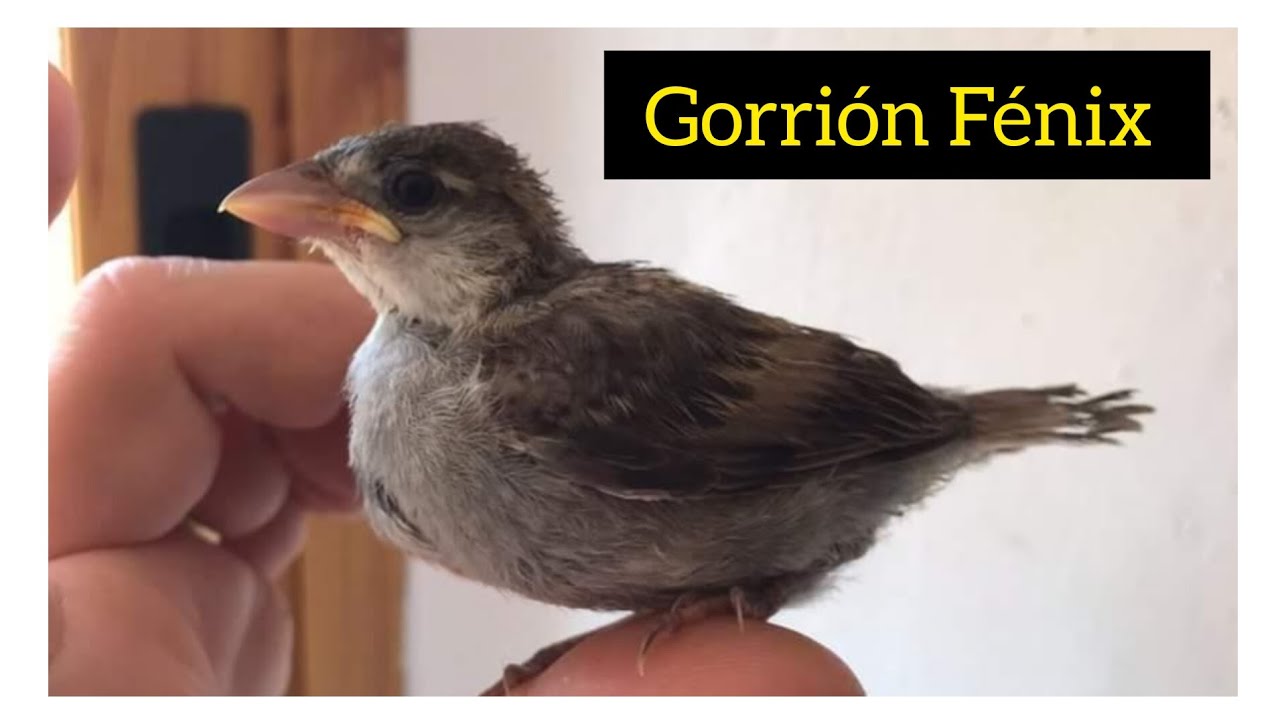 Gorrión Fénix 2a parte / UN AÑO DESPUÉS