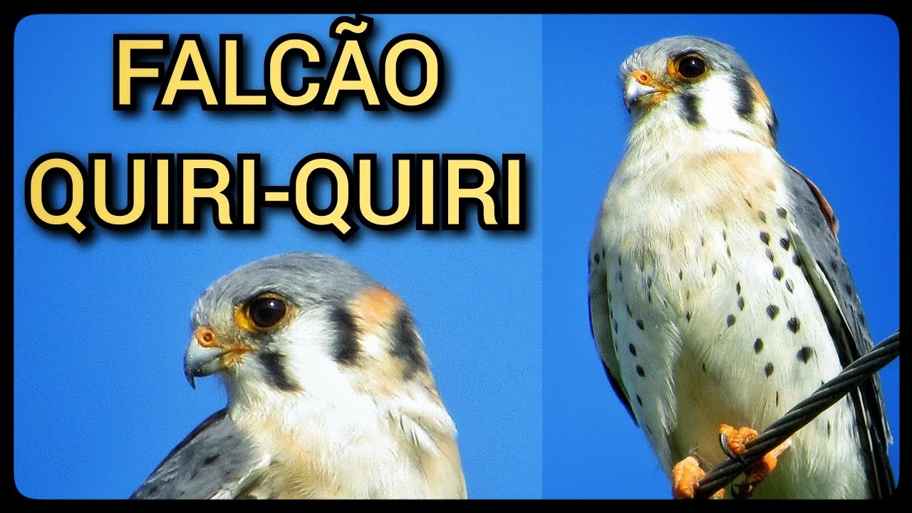 FALC&Atilde;O FILMADO NO BRASIL! RIO GRANDE DO SUL 😱❤