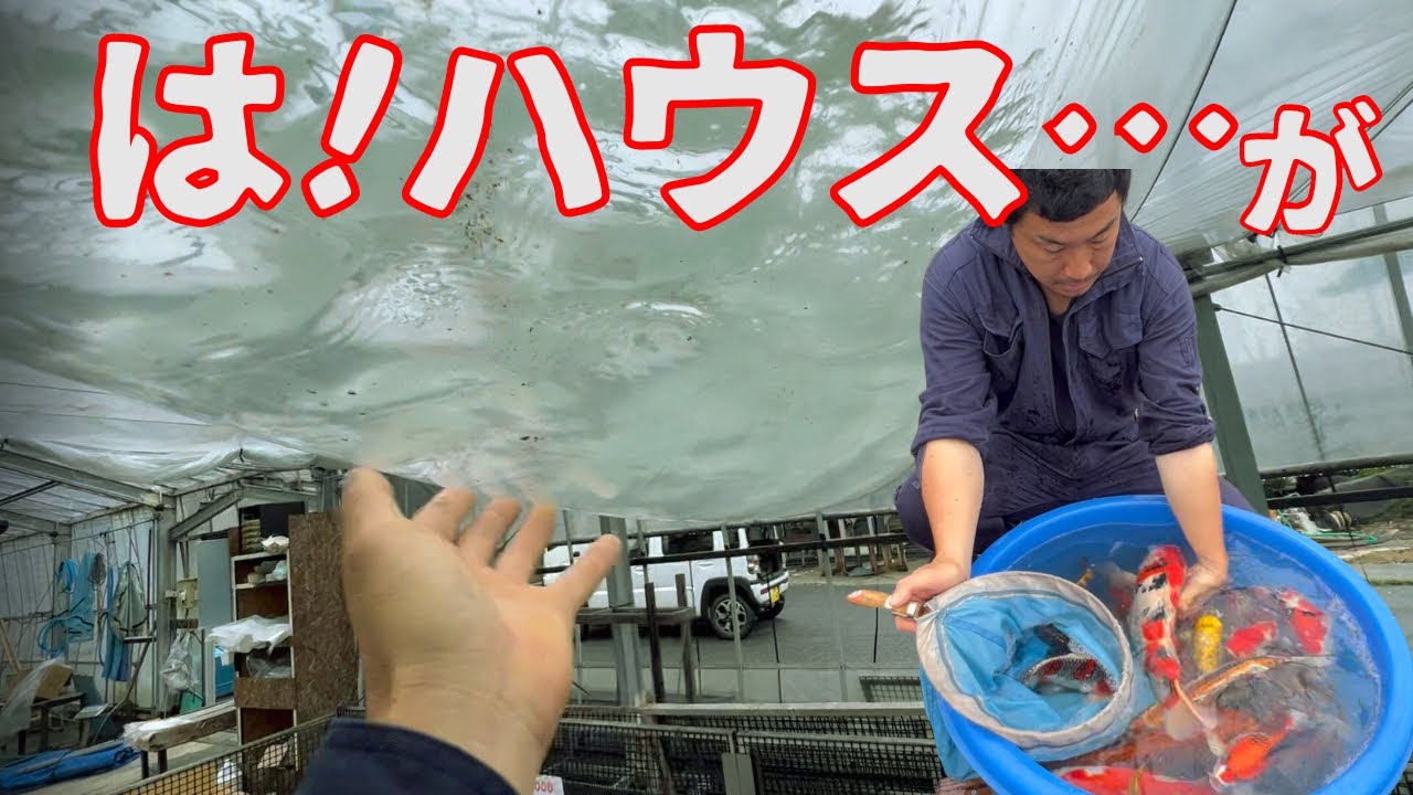 残り少ない錦鯉を…追加#koi #koifish