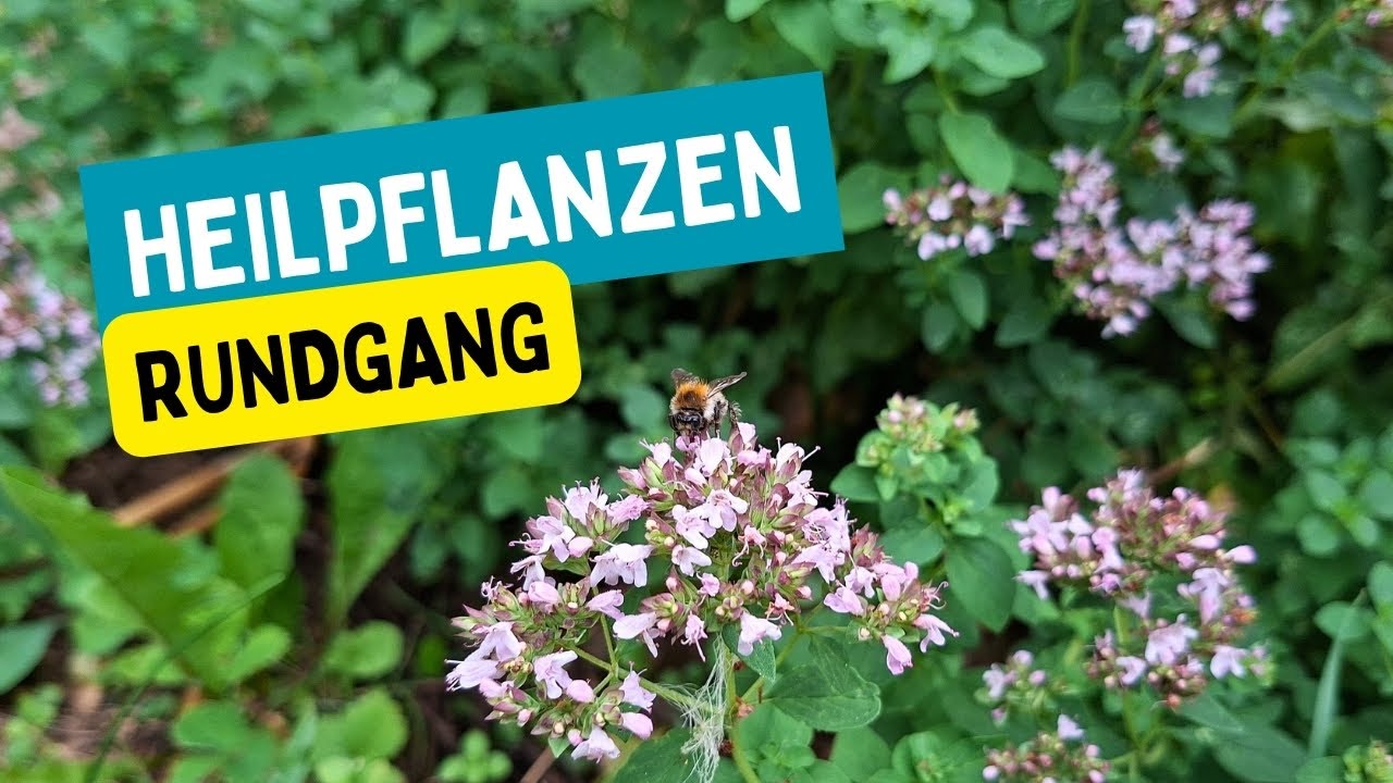 Heilkräuter im Rundgang: Echte Goldrute, Ysop & Co.