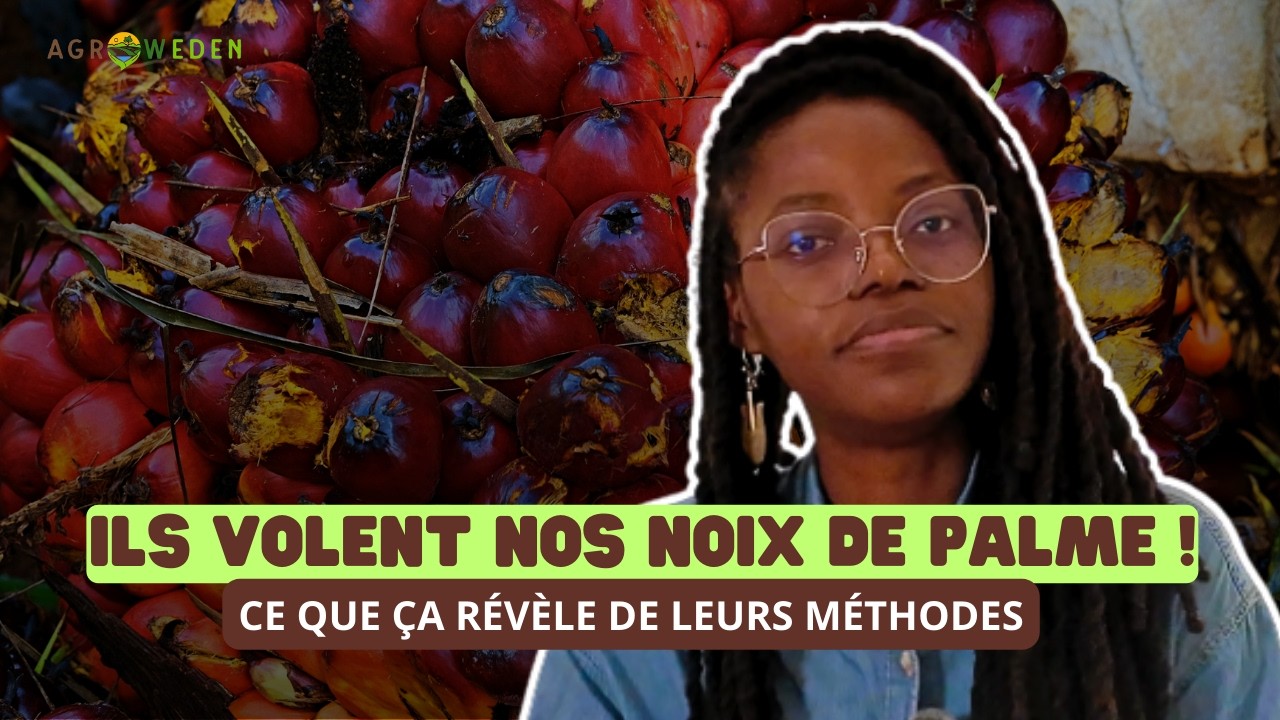 Ils nous volent des noix ! Ce que j'en retire !