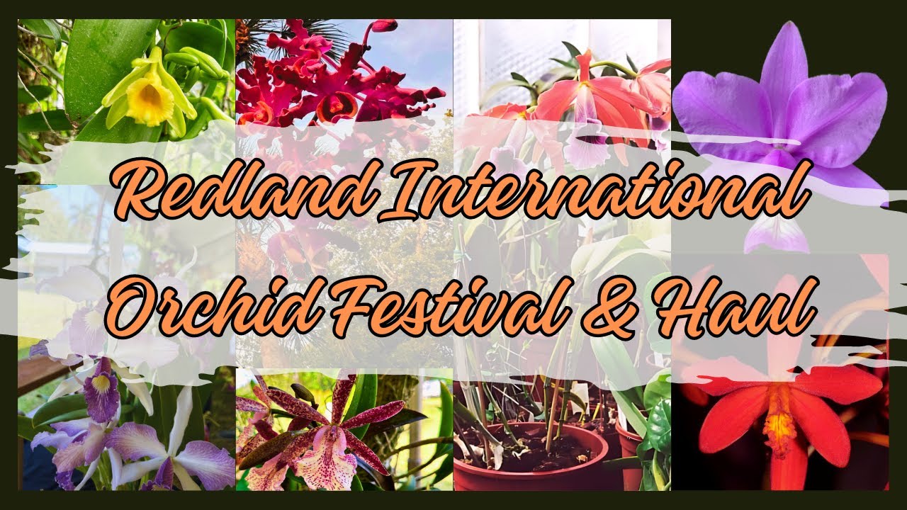 2024 Redland International Orchid Festival & Orchid Haul