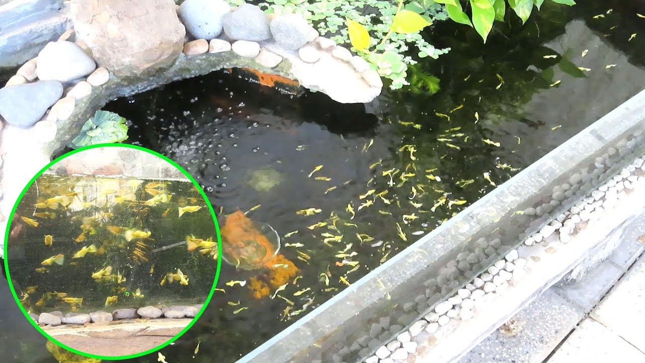 Aquarium (full gold guppies) after 6 months 😍