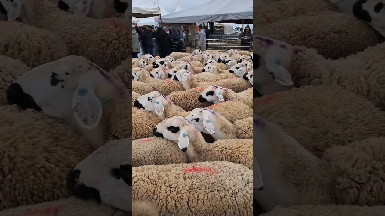 لمشاهدة المزيد من الفيديوهات عن أجود الفحول الصردي يرجى متابعة القناة وتفعيل زر الجرس ليصلكم الجديد 