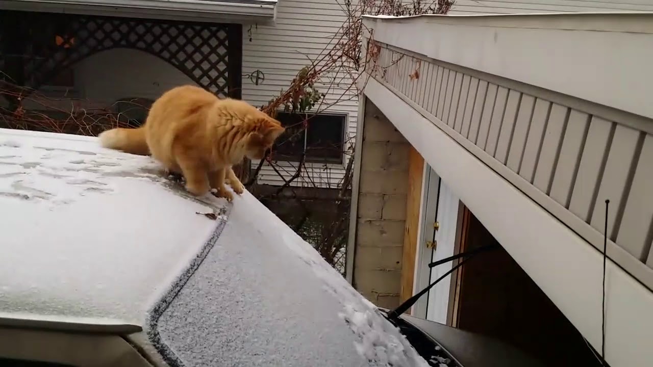 Fat Cat jump fail