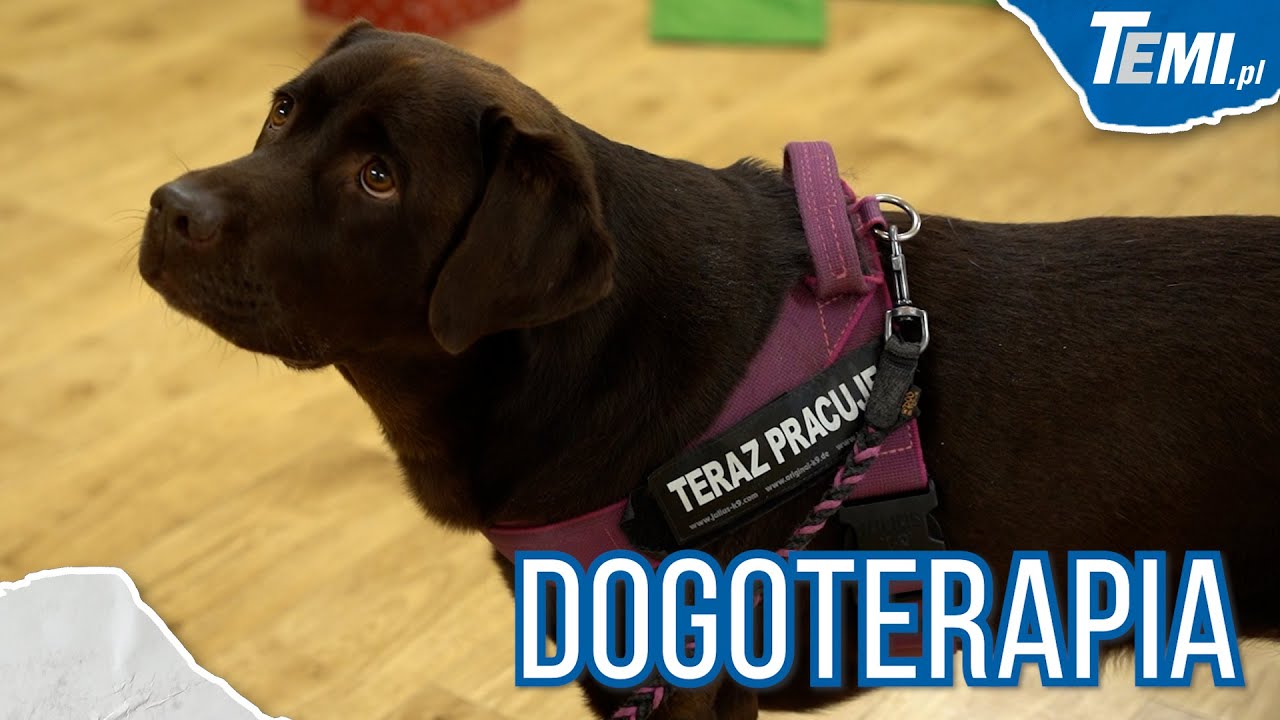 DOGOTERAPIA, czyli psie sposoby na kłopoty 🐕