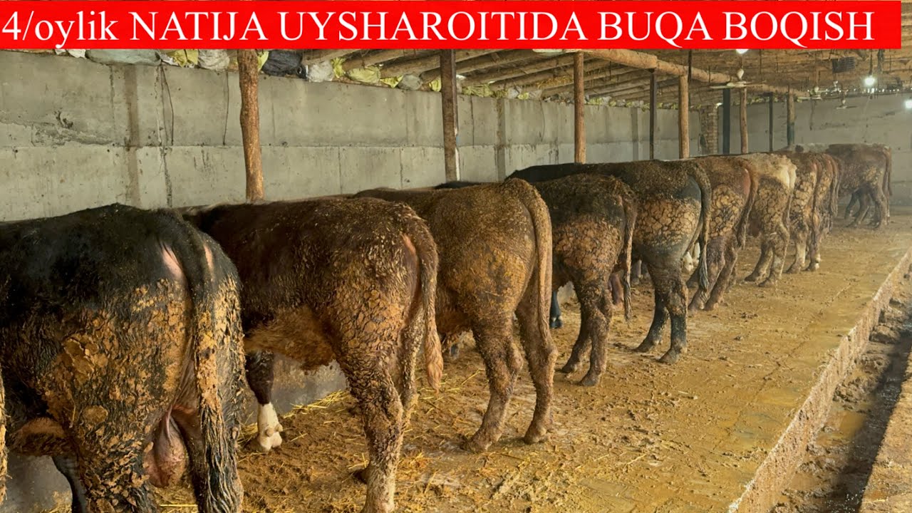 4/OYLIK NATIJA UYSHAROITIDA BUQA BOQISH 4/OYDA BUQALAR QAY DARAJADA O’ZGARDI?