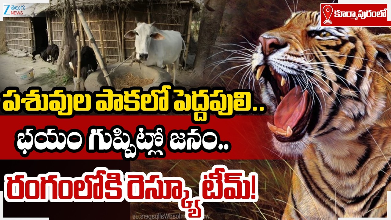 Kurmapuram Tiger Operation Latest Update | పెద్దపులి  ఉన్న పశువుల పాక ఇదే | ZEE Telugu News