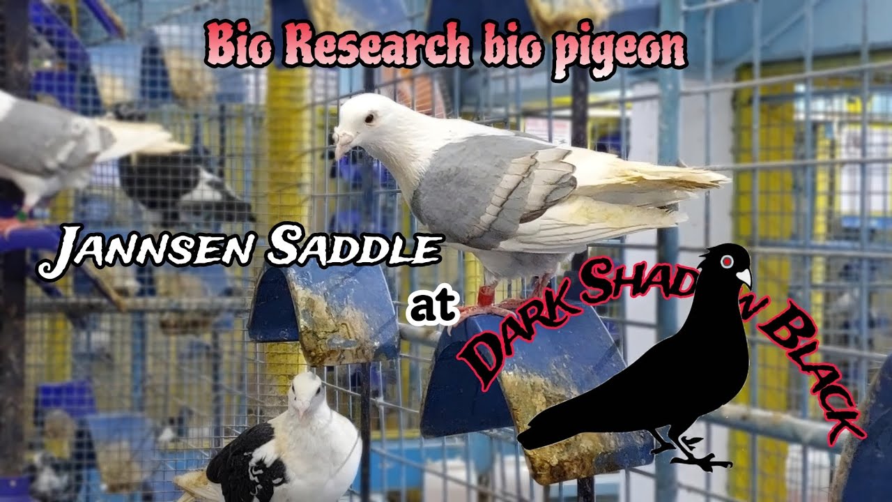 Black pigeon at Saddle na iba't ibang variations available sa Bio research Bio pigeon