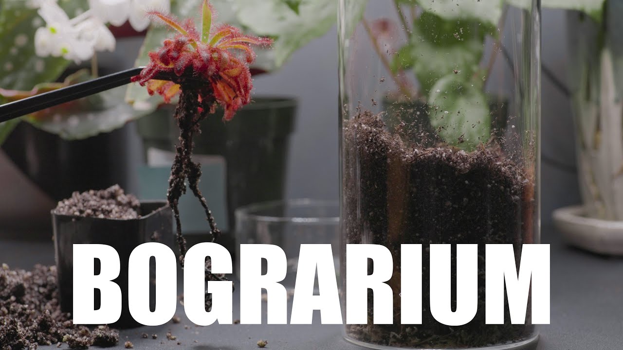 A Different Kind of Terrarium