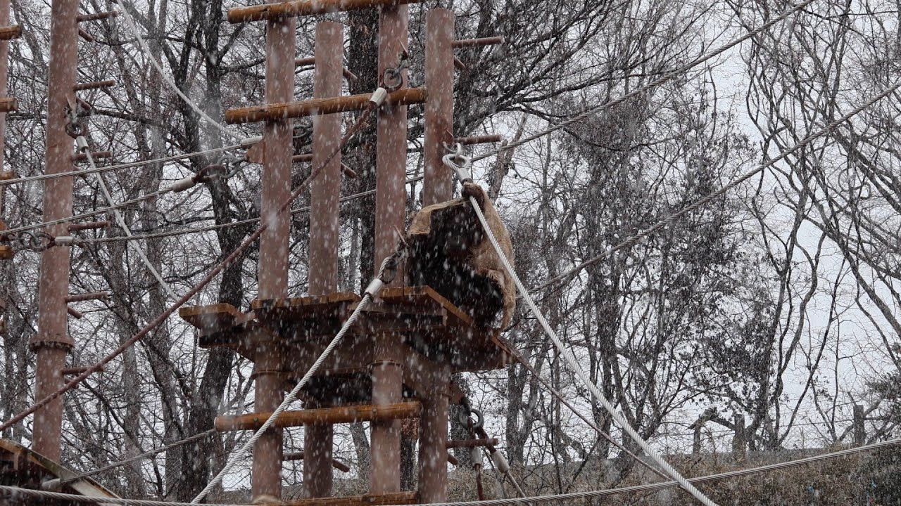 【多摩動物公園｜2026/2/7】雪を手に取るボルネオオランウータンのアピ｜Api the Bornean Orangutan Touching the Snow