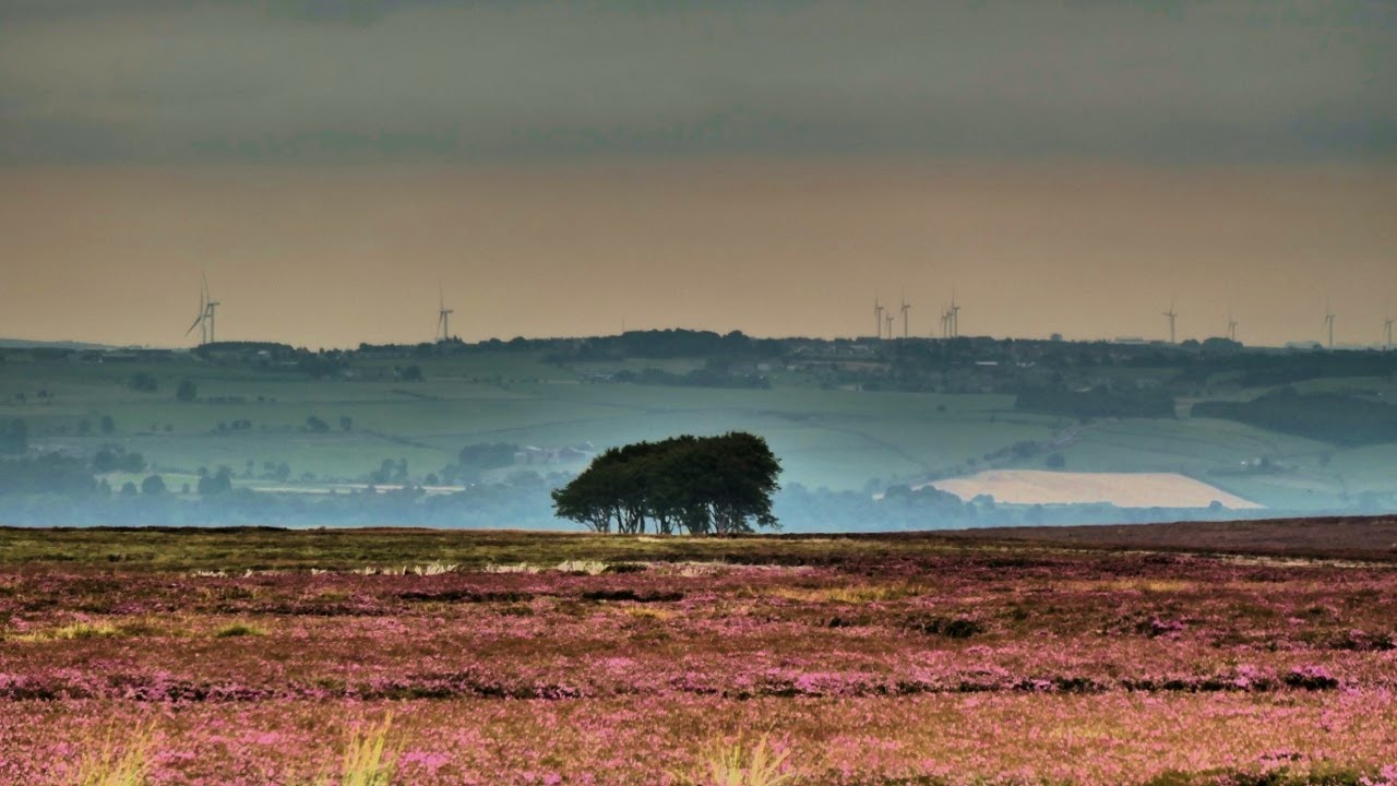 Hamsterley Forest & Common, North Pennines - 19 August 2021