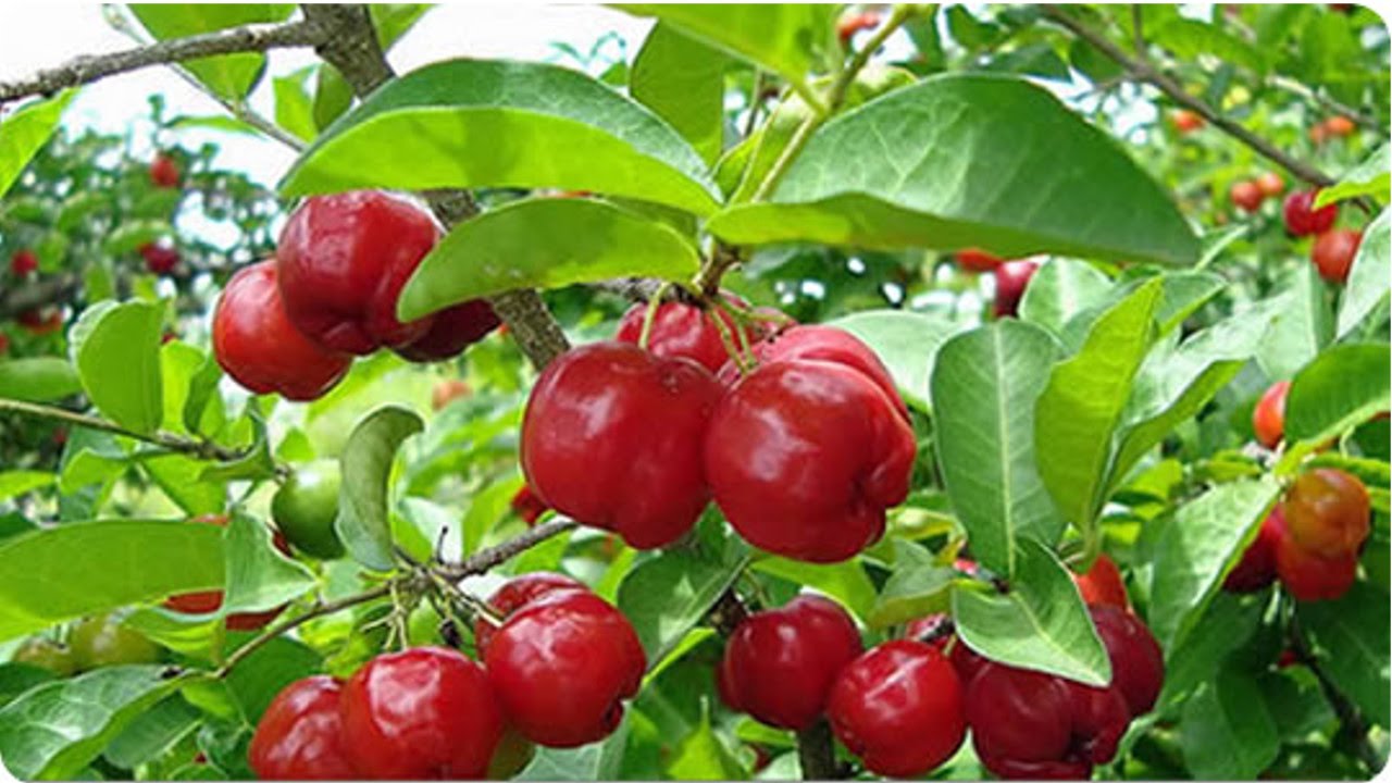Curso Produção de Acerola - Aspectos Econômicos - Cursos CPT