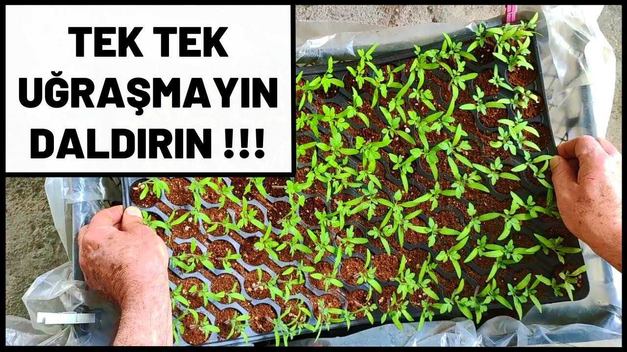 TEK TEK UĞRAŞMAYIN DALDIRIN !!! FİDELERDE SULAMA VE GÜBRELEME