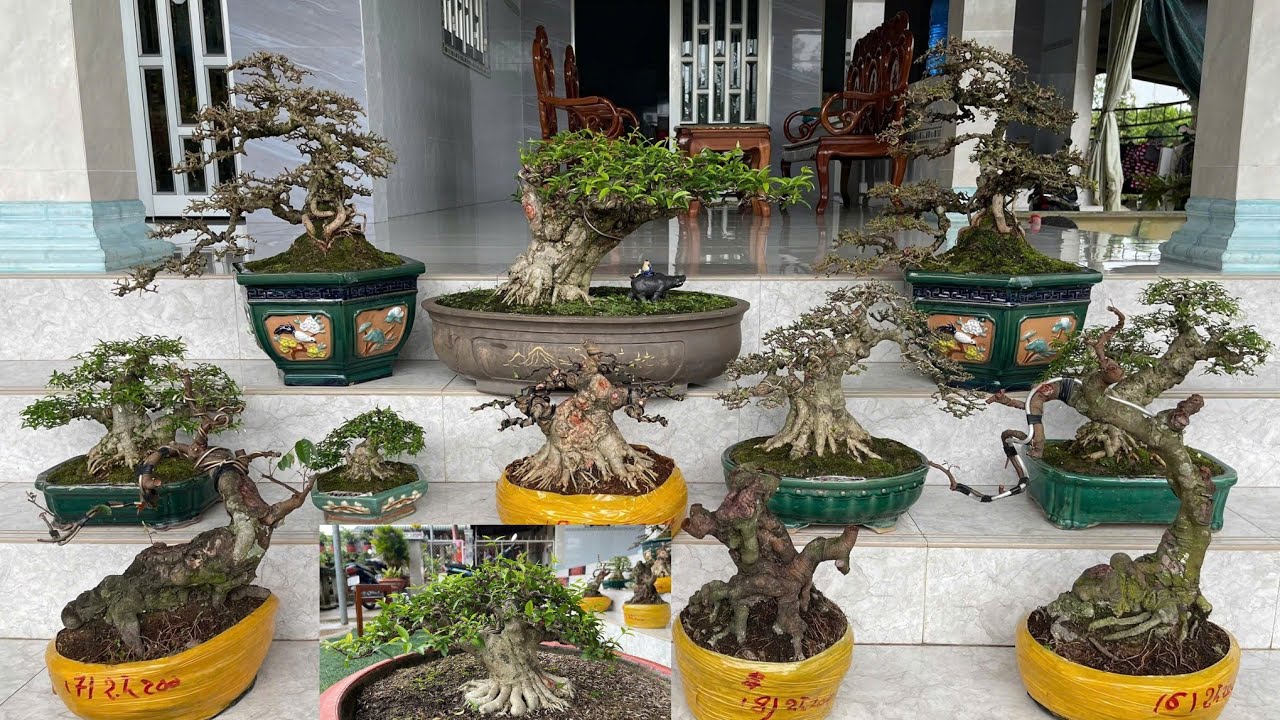 Ngày 25/12/2025 Giao lưu Mai Chiếu Thuỷ, Sam Núi Trái, Khế Gân, Me #0836465237 