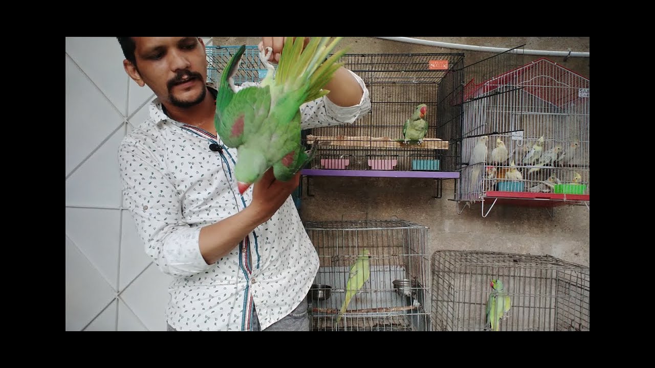 Parrot Kyu Bite karte hain | Urdu / Hindi | PBI Official