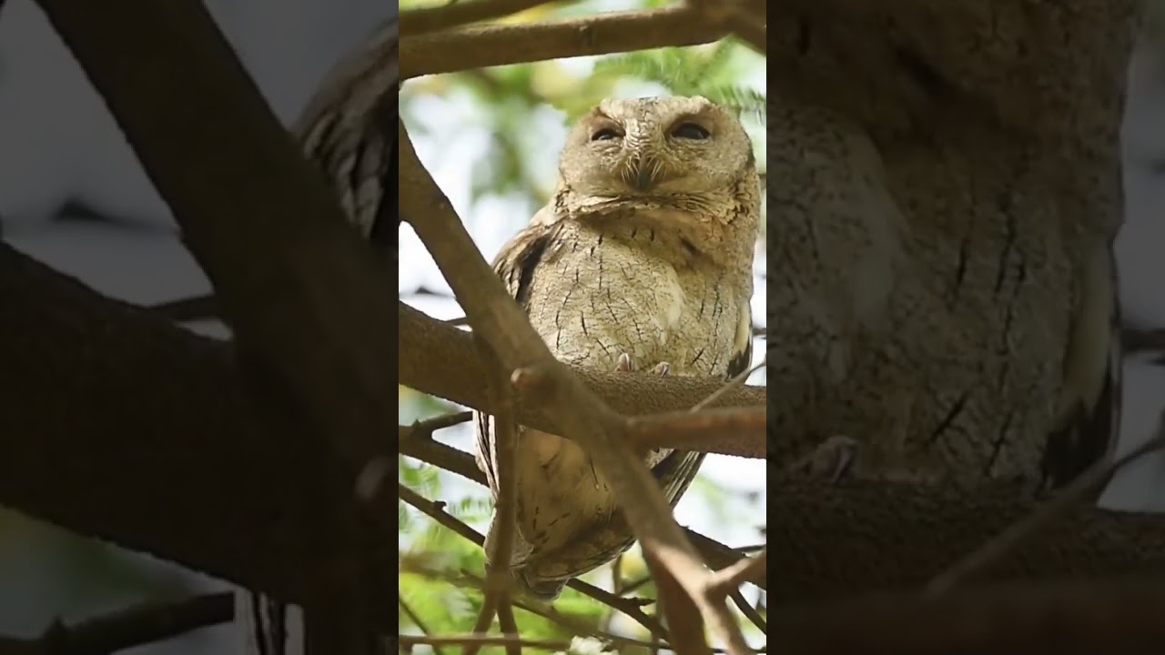 Take the blessings.. Indian Scops Owl #shortsfeed #shortsvideo #shortsyoutube #shorts #viral #short