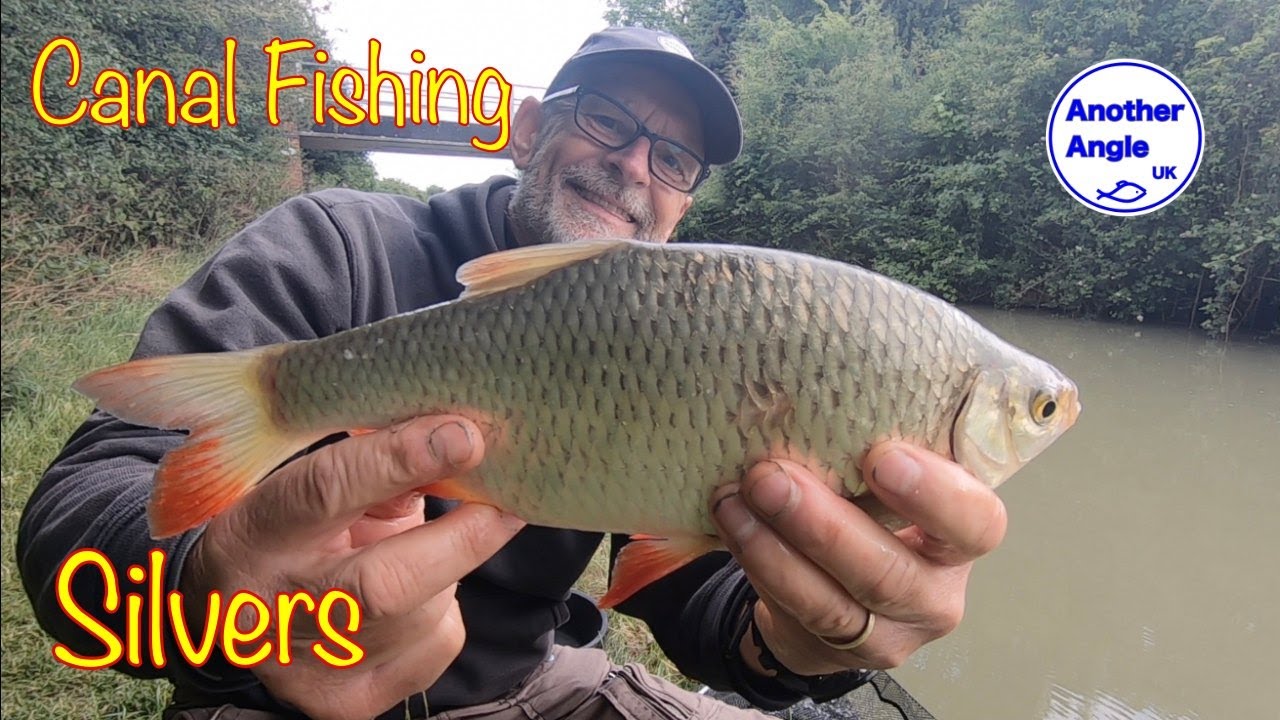 Grand Union Canal : Relaxing float fishing for Silvers : Roach, Rudd, Perch and Skimmer Bream.