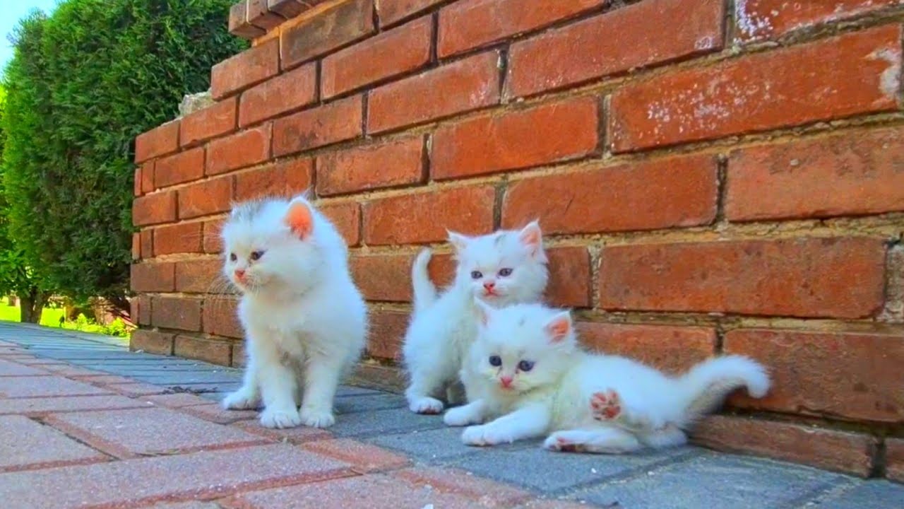 Little Street Kittens Crying Out for Their Mama, Finding Care and Comfort 🐱💖🐾