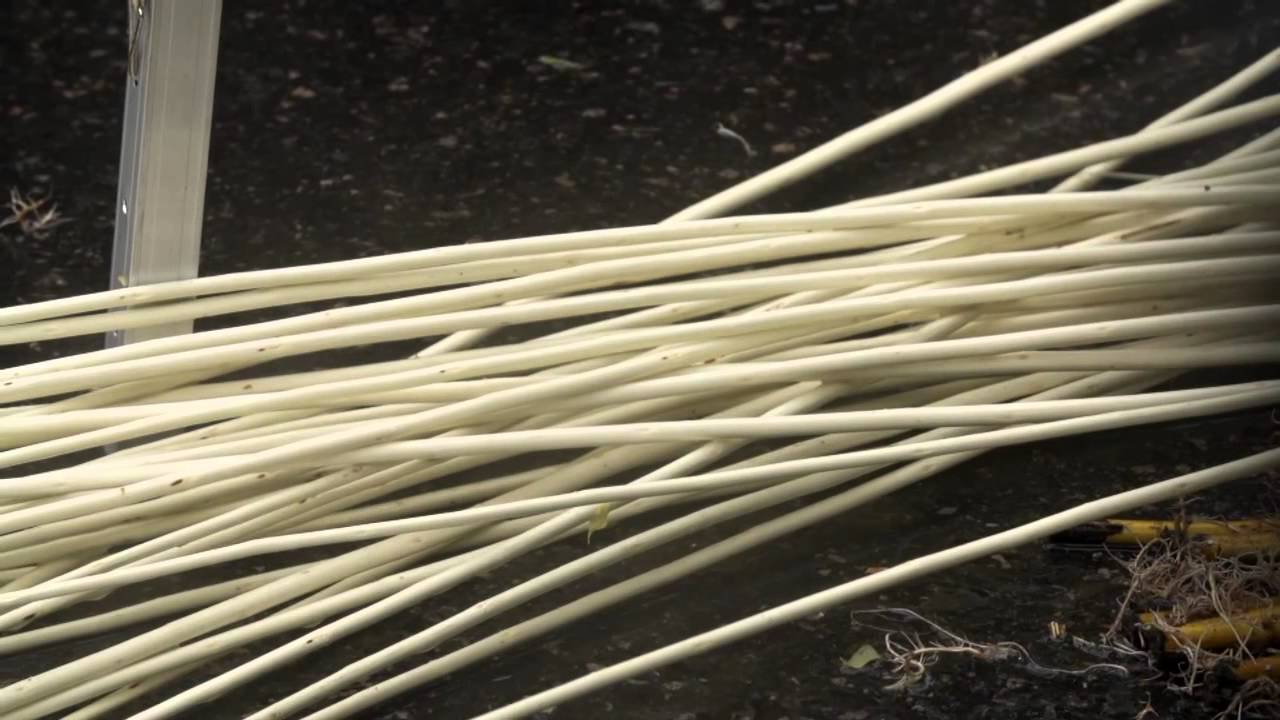 Les étapes de la culture de l'osier, de la coupe à la Pèlerie