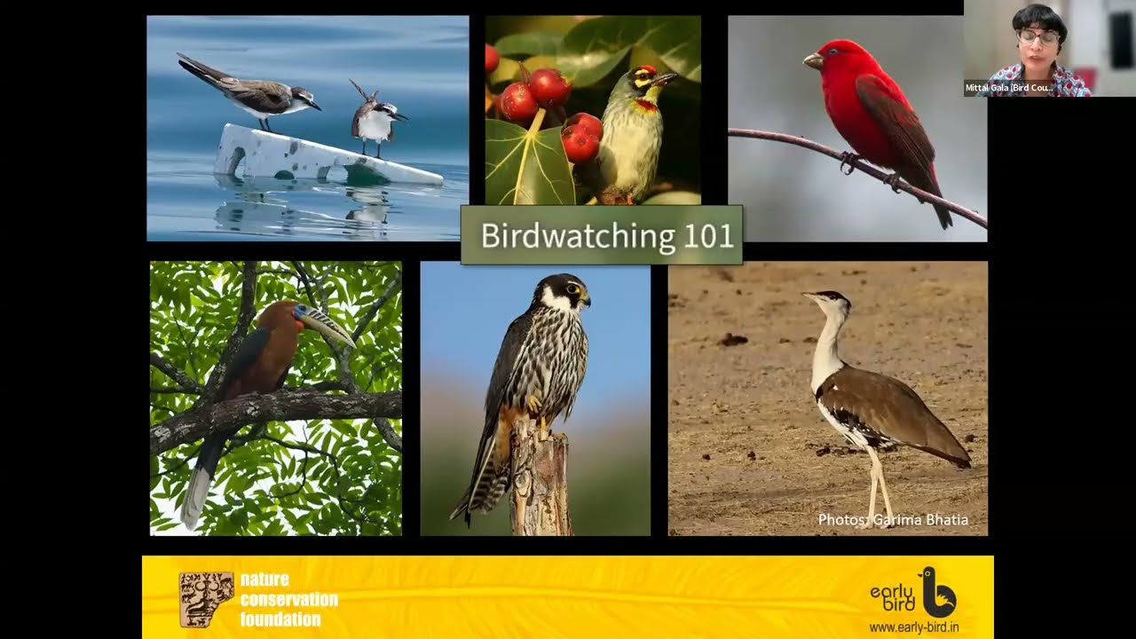 Birding 101: Introduction to Birds