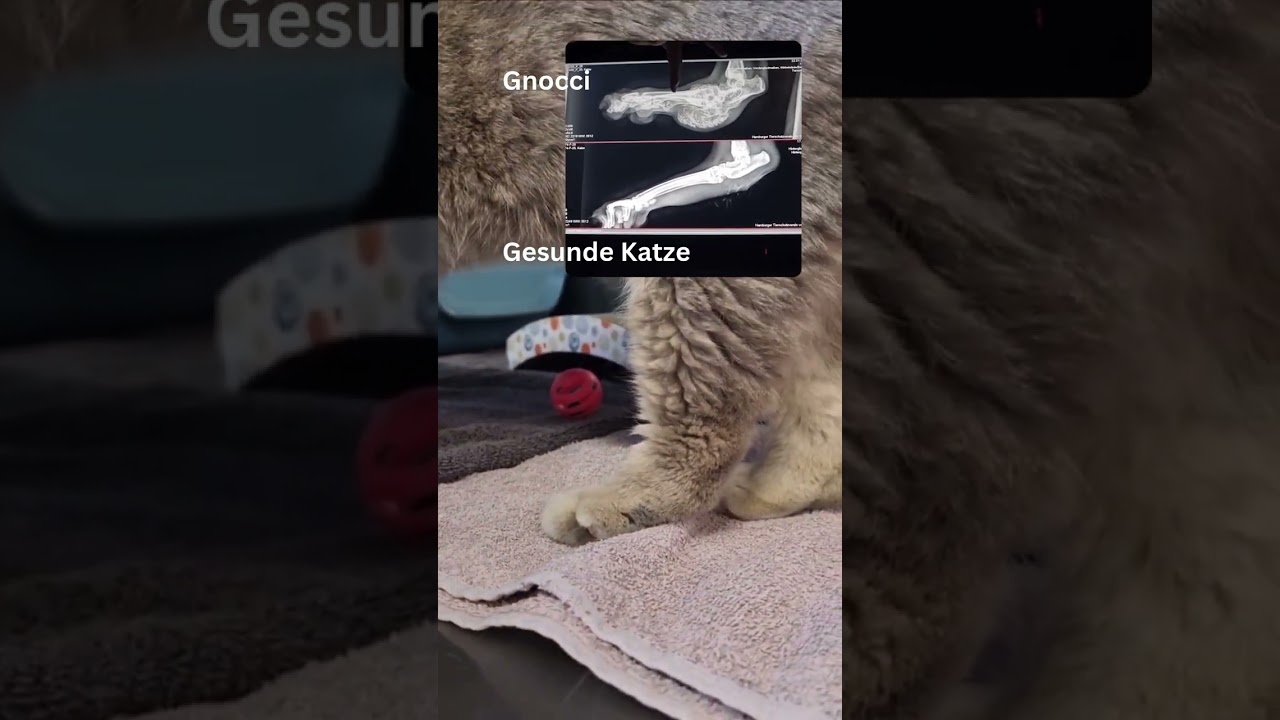 HTV: Qualzucht erklärt - Danilo Saß mit Kater Gnocci