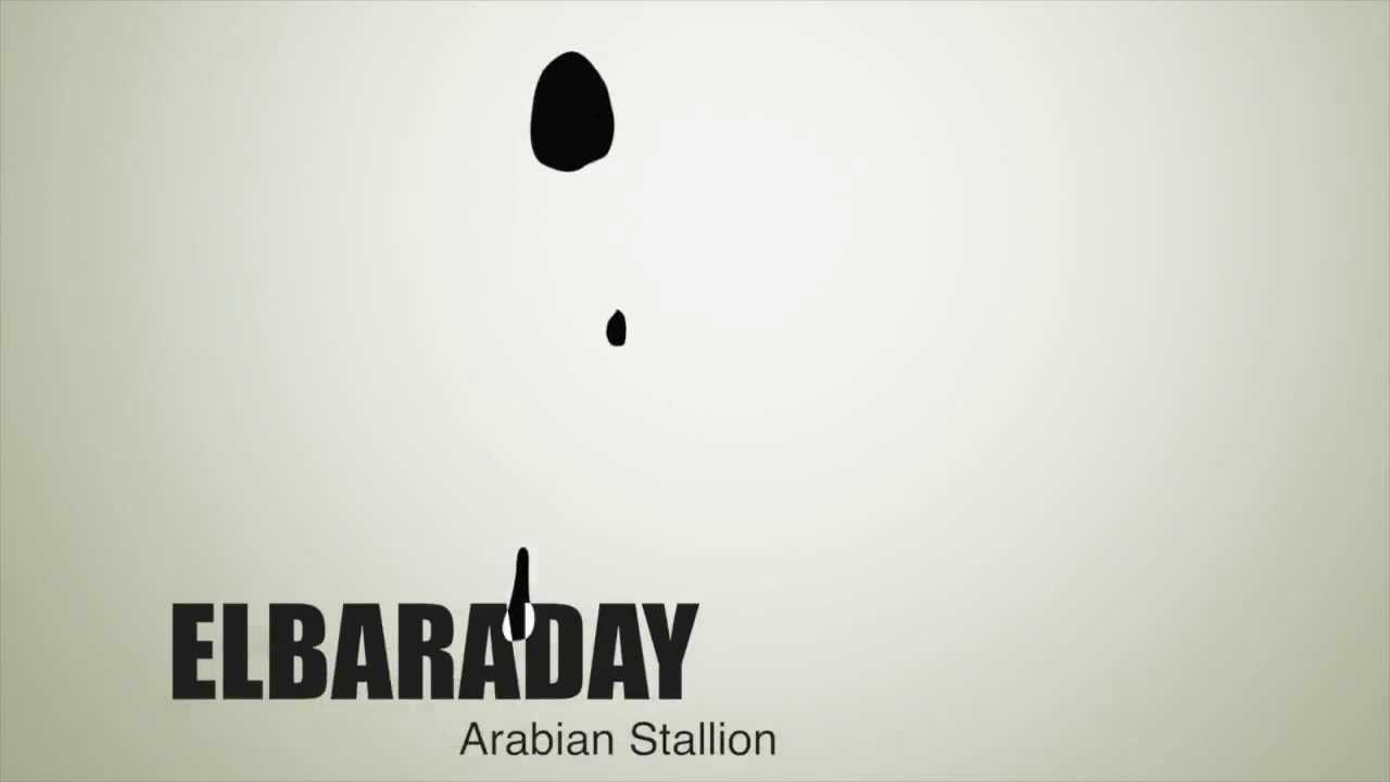 Elbaraday - arabian stallion