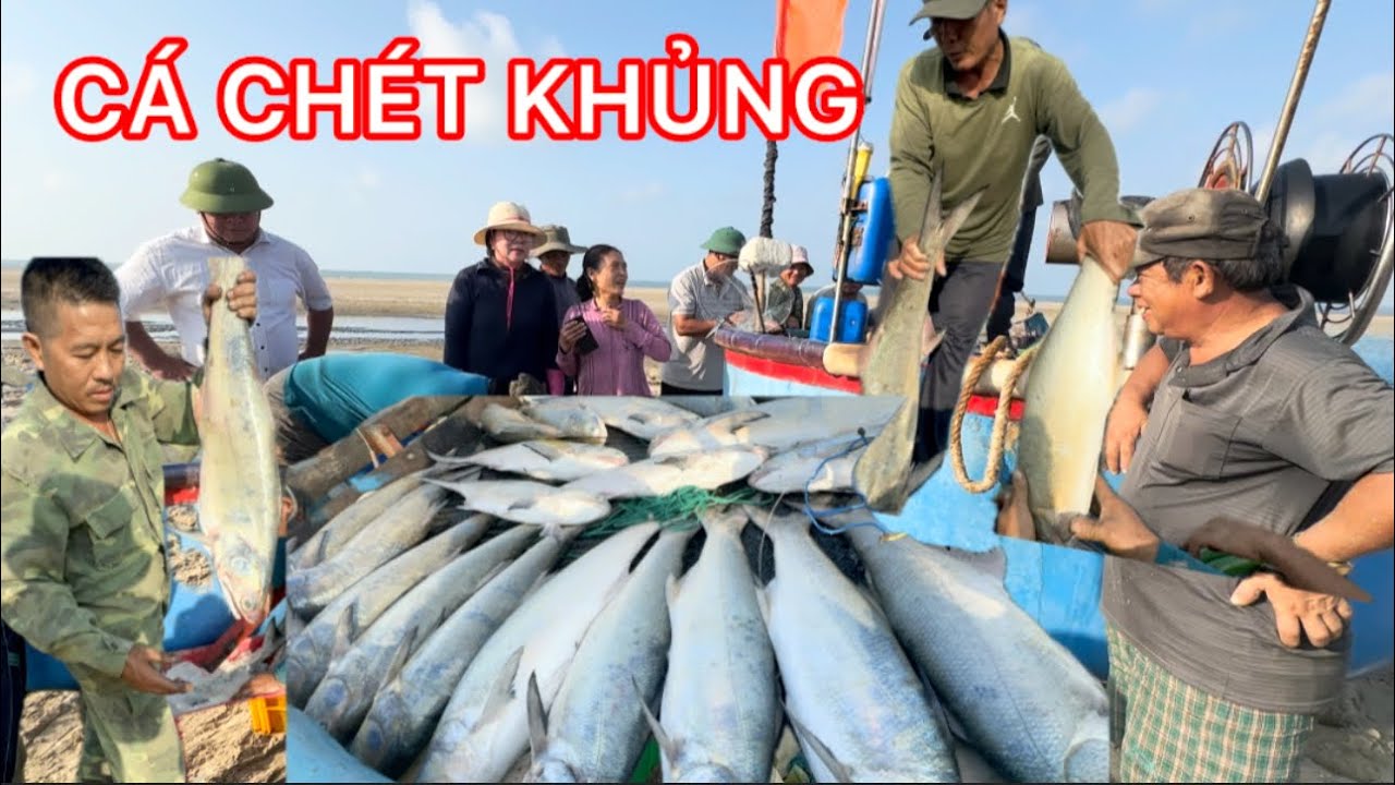 BIỂN LONG HẢI NGƯ DÂN ĐI NGHỀ LƯỚI 7 HỐT TRỌN Ổ BẦY CÁ CHÉT KHỦNG