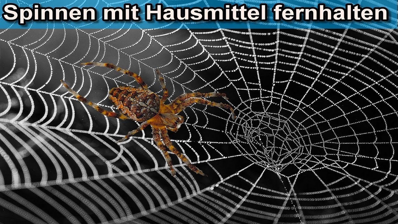 Spinnen mit Hausmittel vertreiben &ndash; Spinne aus dem Keller / Haus / Wohnung nat&uuml;rlich fernhalten