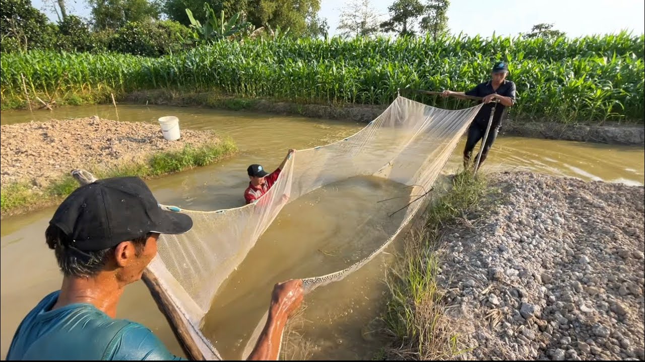 Kéo Lưới Cá Mà Trúng Bầy Ếch Làm Chơi Ăn Thiệt | Hunting | - TT1837