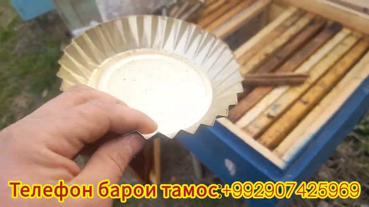 Оғози кор дар замбӯр дар баҳор соли 2026