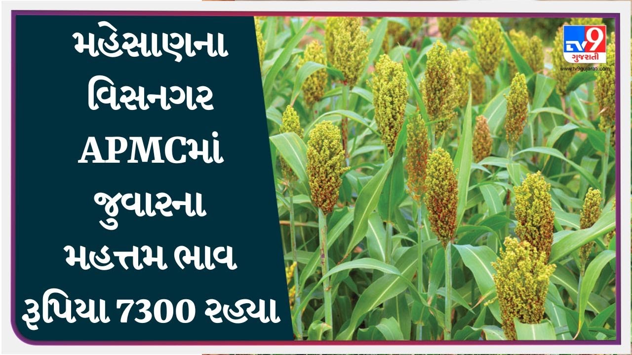 મહેસાણના વિસનગર APMCમાં જુવારના મહત્તમ ભાવ રૂપિયા 7300 રહ્યા | APMC | GUJARAT | #Tv9D